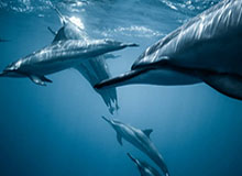 世界杯官方入口下载-意甲对手眼中的马拉多纳：无关敌我 唯有尊重